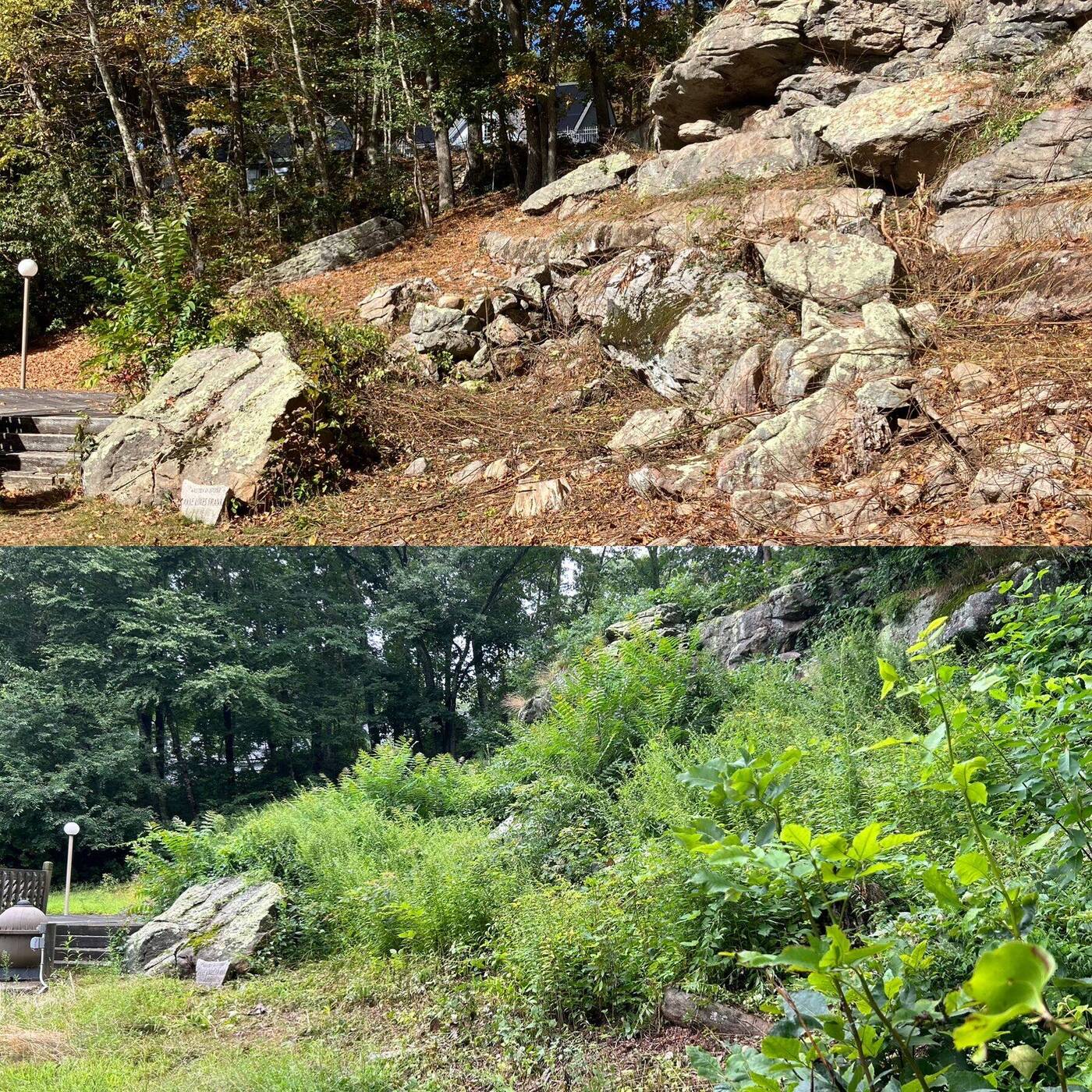 A rocky hillside buried in dense green overgrowth before grazing: Hudson Valley, NY